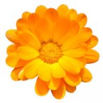 Calendula flower